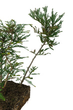 Load image into Gallery viewer, Bonsai Special | Coast Redwood Forest (A7)