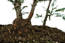 Load image into Gallery viewer, Bonsai Special | Coast Redwood Forest (A7)