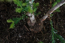 Load image into Gallery viewer, Bonsai Special | Coast Redwood Forest (A7)