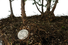 Load image into Gallery viewer, Bonsai Special | Coast Redwood Forest (A7)