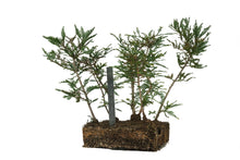 Load image into Gallery viewer, Bonsai Special | Coast Redwood Forest (A7)