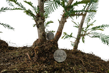 Load image into Gallery viewer, Bonsai Special | Coast Redwood Forest (A7)