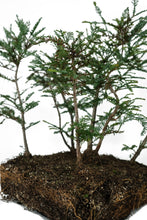 Load image into Gallery viewer, Bonsai Special | Coast Redwood Forest (A7)
