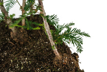 Load image into Gallery viewer, Bonsai Special | Coast Redwood Forest (A7)