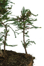 Load image into Gallery viewer, Bonsai Special | Coast Redwood Forest (A7)