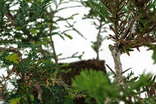Load image into Gallery viewer, Bonsai Special | Coast Redwood Forest (A7)