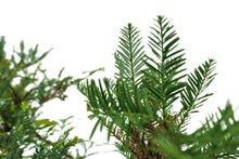 Load image into Gallery viewer, Bonsai Special | Coast Redwood Forest (A7)