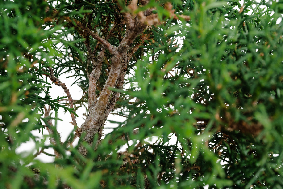 where to buy bonsai trees in phoenix Bonsai Special