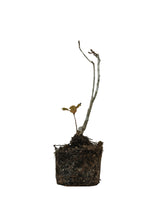 Load image into Gallery viewer, Bonsai Special | English Oak (B3) | The Jonsteen Company