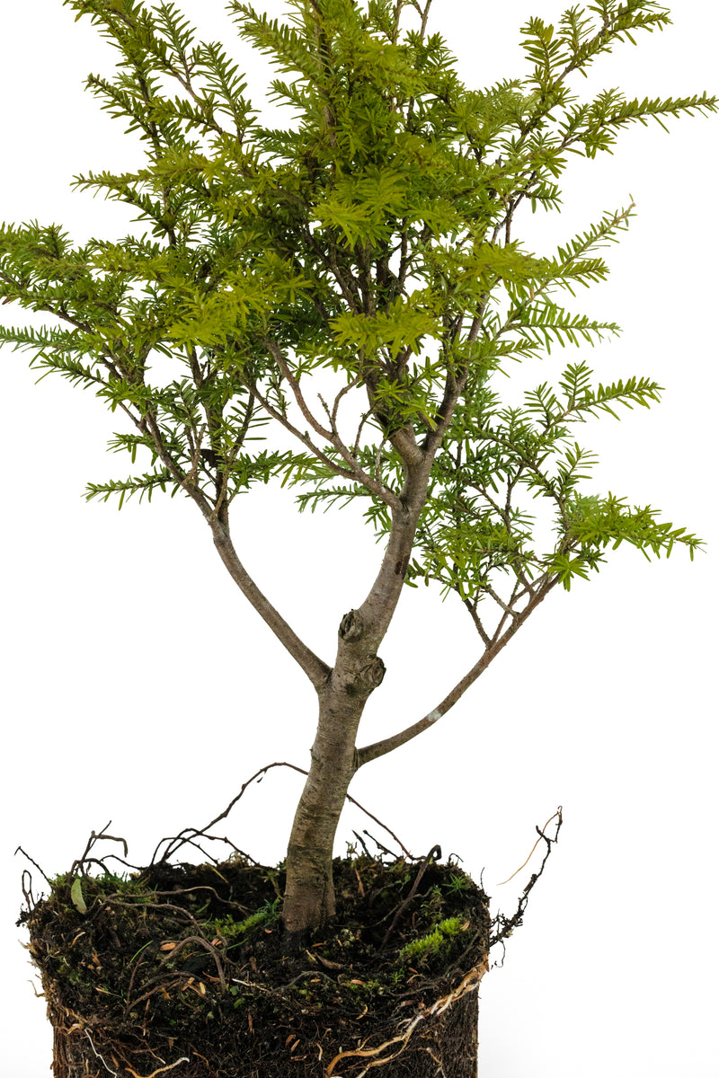 hemlock bonsai tree Bonsai Special
