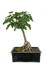 Load image into Gallery viewer, Bonsai Special | Bigleaf Maple (B9) | The Jonsteen Company