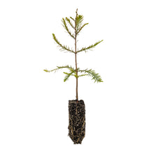 Load image into Gallery viewer, Baldcypress | Lot of 30 Tree Seedlings | The Jonsteen Company