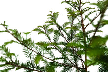 Load image into Gallery viewer, Baldcypress | XL Tree Seedling | The Jonsteen Company