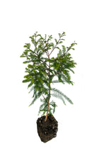 Load image into Gallery viewer, Baldcypress | XL Tree Seedling | The Jonsteen Company