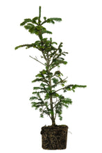 Load image into Gallery viewer, Bonsai Special | Balsam Fir (C6)
