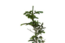 Load image into Gallery viewer, Bonsai Special | Balsam Fir (C6)