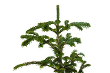 Load image into Gallery viewer, Bonsai Special | Balsam Fir (C6)