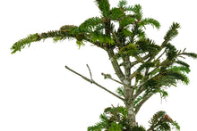 Load image into Gallery viewer, Bonsai Special | Balsam Fir (C6)