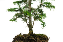 Load image into Gallery viewer, Bonsai Special | Balsam Fir (C6)