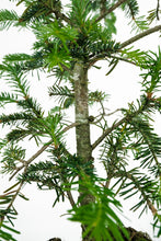 Load image into Gallery viewer, Bonsai Special | Balsam Fir (C6)