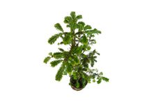 Load image into Gallery viewer, Bonsai Special | Balsam Fir (C6)