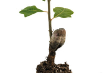 Load image into Gallery viewer, California Black Oak | Medium Tree Seedling | The Jonsteen Company
