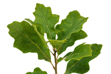 Load image into Gallery viewer, California Black Oak | Medium Tree Seedling | The Jonsteen Company