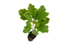Load image into Gallery viewer, California Black Oak | Medium Tree Seedling | The Jonsteen Company