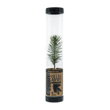 Load image into Gallery viewer, Colorado Blue Spruce | Packaged Live Tree | The Jonsteen Company