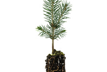 Load image into Gallery viewer, Colorado Blue Spruce | Small Tree Seedling | The Jonsteen Company