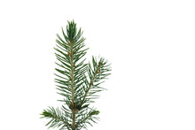 Load image into Gallery viewer, Colorado Blue Spruce | Small Tree Seedling | The Jonsteen Company