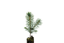 Load image into Gallery viewer, Colorado Blue Spruce | Small Tree Seedling | The Jonsteen Company