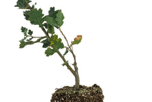 Load image into Gallery viewer, Blue Oak | Large Tree Seedling | The Jonsteen Company