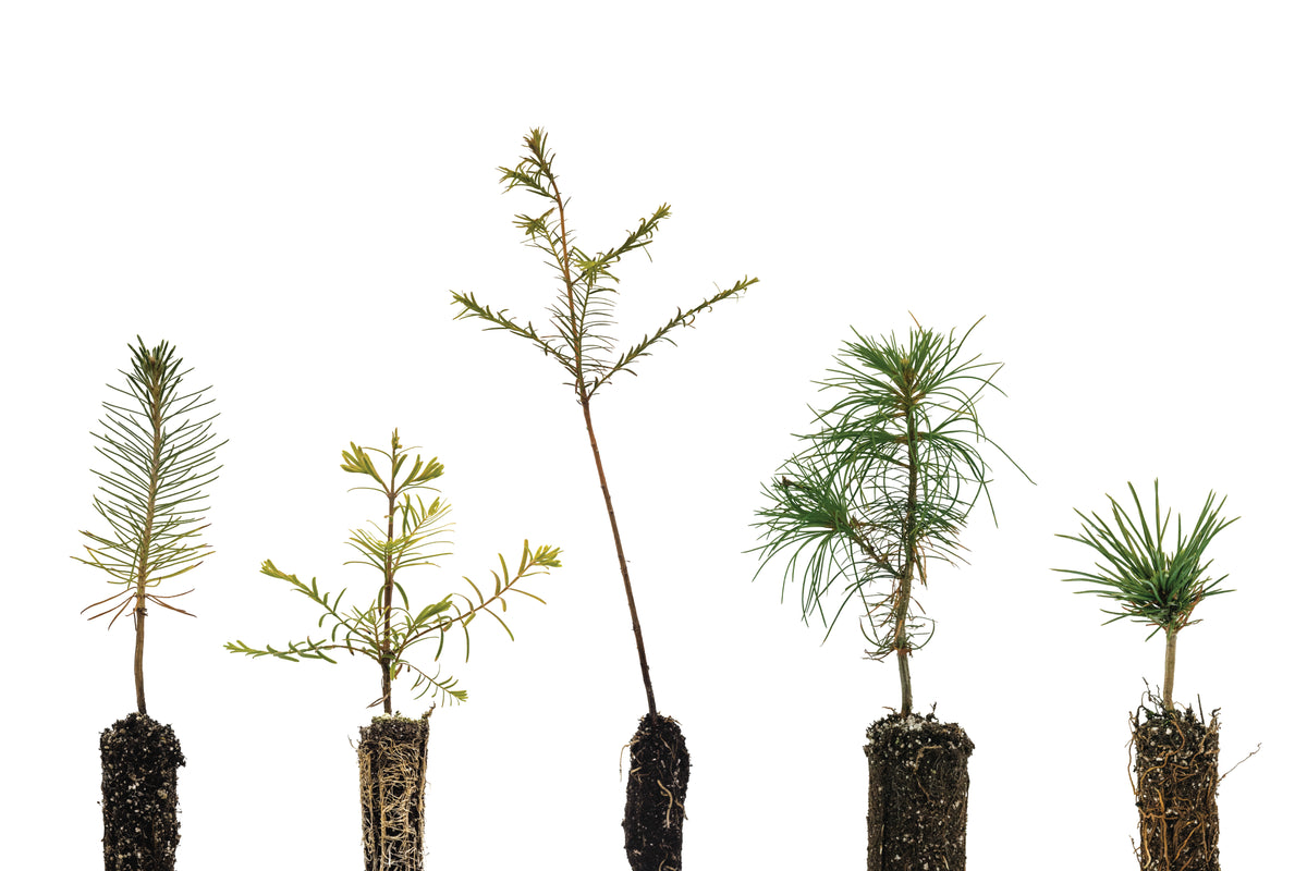 Bonsai Tree Bundle