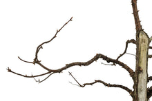Load image into Gallery viewer, Bonsai Special | Dawn Redwood (A1) | The Jonsteen Company