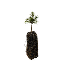 Load image into Gallery viewer, Brewer Spruce | Medium Tree Seedling | The Jonsteen Company