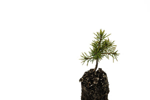 Brewer Spruce | Medium Tree Seedling | The Jonsteen Company