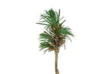 Load image into Gallery viewer, Bristlecone Pine | Pinus longaeva | Small Tree Seedling | The Jonsteen Company