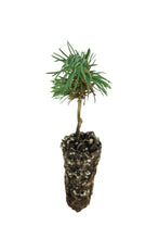 Load image into Gallery viewer, Bristlecone Pine | Pinus longaeva | Small Tree Seedling | The Jonsteen Company