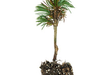 Load image into Gallery viewer, Bristlecone Pine | Pinus longaeva | Small Tree Seedling | The Jonsteen Company