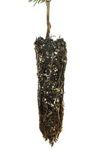 Load image into Gallery viewer, Bristlecone Pine | Pinus longaeva | Small Tree Seedling | The Jonsteen Company