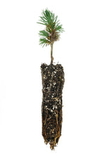 Load image into Gallery viewer, Bristlecone Pine | Pinus longaeva | Small Tree Seedling | The Jonsteen Company