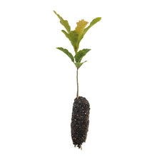 Load image into Gallery viewer, Bur Oak | Lot of 30 Tree Seedlings | The Jonsteen Company