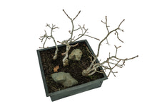 Load image into Gallery viewer, Bonsai Special | English Oak Forest