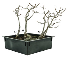 Load image into Gallery viewer, Bonsai Special | English Oak Forest (C10)