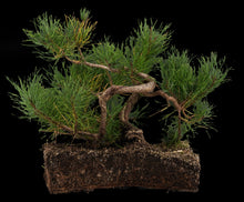 Load image into Gallery viewer, Bonsai Special | Shore Pine (C2)