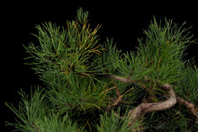 Load image into Gallery viewer, Bonsai Special | Shore Pine (C2)