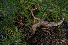 Load image into Gallery viewer, Bonsai Special | Shore Pine (C2)
