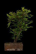 Load image into Gallery viewer, Bonsai Special | Coast Redwood (C4)