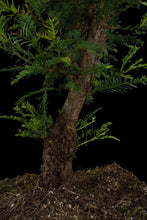 Load image into Gallery viewer, Bonsai Special | Coast Redwood (C4)